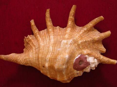 Soleil - Lambi Mille Pattes