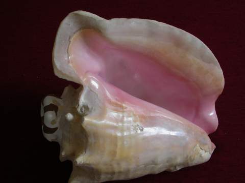 Stromb Gigas