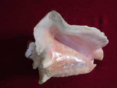 Stromb Gigas