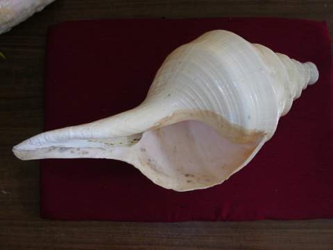 Syrinx Arianus