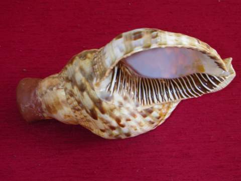 Charonia