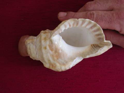 Charonia