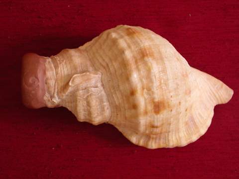 Triton