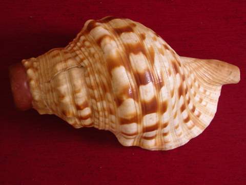 Triton