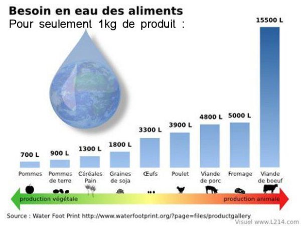 il faut la quantité d'eau de 2 piscines olympiques pour élever un boeuf !
